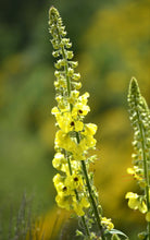 Carica l'immagine nel visualizzatore di Gallery, SIERO CREMA VISO IO SONO C