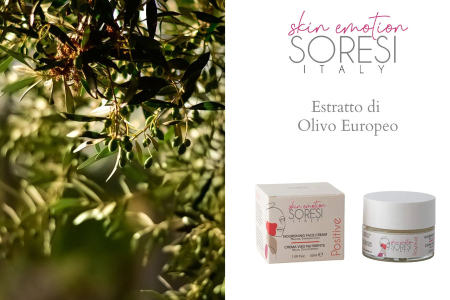 European Olive Extract: the secret of Antiage cosmetics