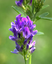 Carica l'immagine nel visualizzatore di Gallery, DOCCIASCHIUMA EMOZIONALE POSITIVE
