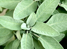 Carica l'immagine nel visualizzatore di Gallery, BAGNOSCHIUMA Purificante anti-odore
