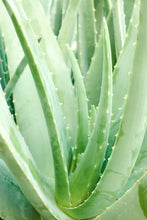 Carica l'immagine nel visualizzatore di Gallery, Mousse Detergente       VISO PULITO
