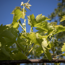 Carica l'immagine nel visualizzatore di Gallery, SHAMPOO Deforforante anti-caduta
